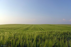 Campo de cereal. El trigo duro de cada día